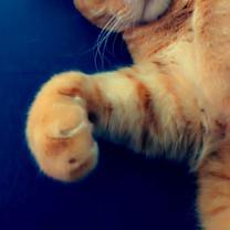 Thumbnail photo of Leo (Courtesy Post) #4