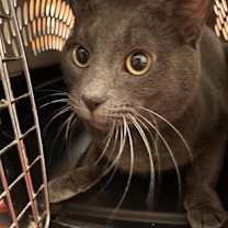 Thumbnail photo of Ozzy #2