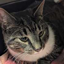 Thumbnail photo of Papi #1