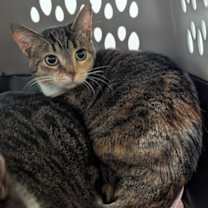 Thumbnail photo of Shatara #1