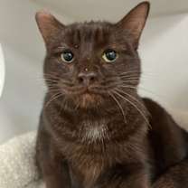 Thumbnail photo of Hershey #2