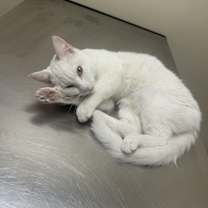 Thumbnail photo of Halo #2