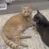 Thumbnail photo of Ben FCID#12/11/2024-533 (bonded with Jerry) #4