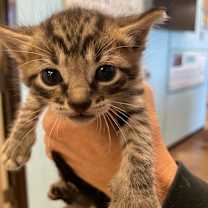 Thumbnail photo of Jack (TIPSEY) #2