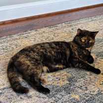 Thumbnail photo of Luna #1