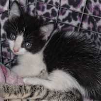 Thumbnail photo of Skunk #4