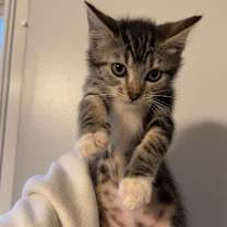 Thumbnail photo of Stuffin & Cranberry (bonded pair) #1