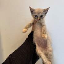 Thumbnail photo of Gravy #1