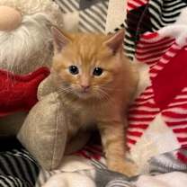 Thumbnail photo of Raven #1