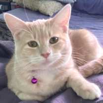 Thumbnail photo of Pink Lady  #4