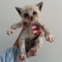 Thumbnail photo of Gravy #2