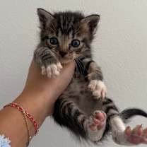 Thumbnail photo of Stuffin & Cranberry (bonded pair) #2