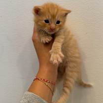 Thumbnail photo of Raven #2