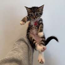 Thumbnail photo of Stuffin & Cranberry (bonded pair) #3