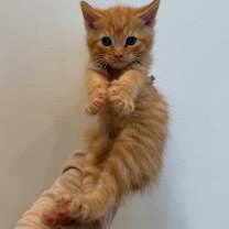 Thumbnail photo of Raven #3