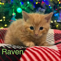 Thumbnail photo of Raven #4