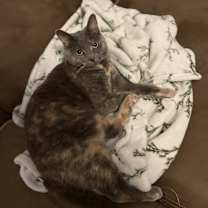 Thumbnail photo of Kit Kat #2