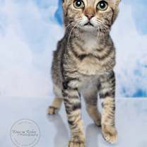 Thumbnail photo of Olive #1