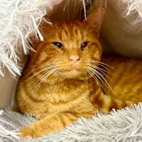 Thumbnail photo of Bingus #1