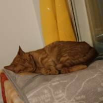 Thumbnail photo of Jackson #1