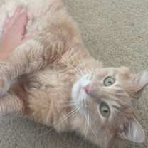 Thumbnail photo of Cashew #1