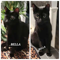 Thumbnail photo of Bella -CP #3