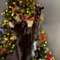 Thumbnail photo of Kai #1