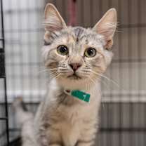 Thumbnail photo of Sugga #1