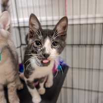 Thumbnail photo of Saint #1