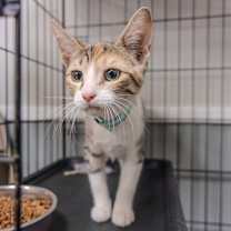 Thumbnail photo of Callie #1