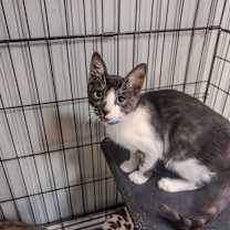 Thumbnail photo of Saint #2