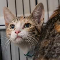 Thumbnail photo of Callie #3