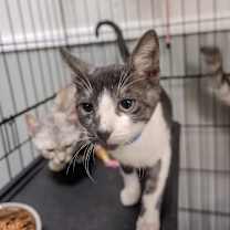 Thumbnail photo of Saint #3