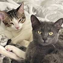 Thumbnail photo of CHOCOLATE CHIP #4