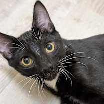 Thumbnail photo of Pucket (cat café) #4