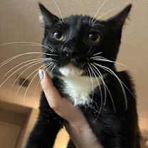 Thumbnail photo of Banana #1