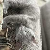 Thumbnail photo of Disco #3