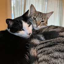 Thumbnail photo of Ham and Elvis #2