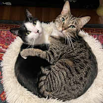 Thumbnail photo of Ham and Elvis #1