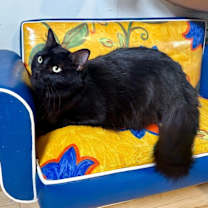 Thumbnail photo of Stella Chelon #1