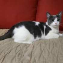 Thumbnail photo of Cheddar Cheese #1