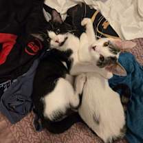 Thumbnail photo of Kiwi Fruit #1