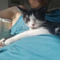 Thumbnail photo of Kiwi Fruit #2