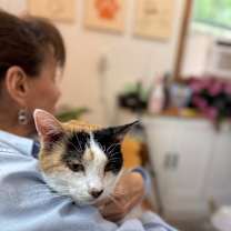 Thumbnail photo of Molly Fish #3