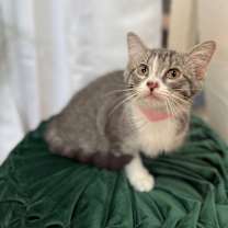 Thumbnail photo of Guppy Fish #1