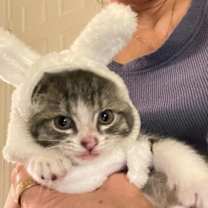 Thumbnail photo of Guppy Fish #2