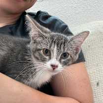 Thumbnail photo of Guppy Fish #3