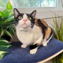 Thumbnail photo of Taffy Marisol #4