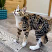 Thumbnail photo of Kirby Meows #3