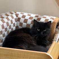 Thumbnail photo of Violet #1